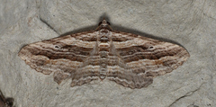 Chrysolarentia severata