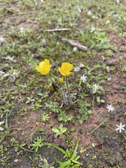 Ranunculus pachycarpus