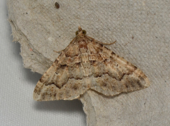 Epyaxa agelasta