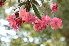 Nerium oleander