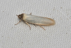 Disselia aleurota