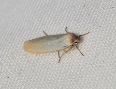 Disselia aleurota
