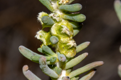 Star Flower (Pentatropis)