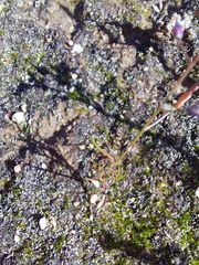 Utricularia bisquamata