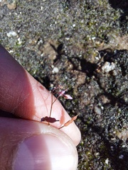 Utricularia bisquamata
