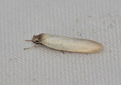 Disselia aleurota