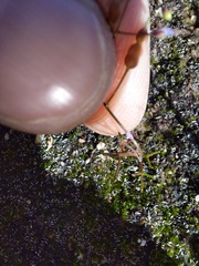 Utricularia bisquamata