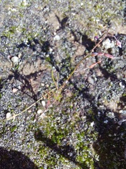 Utricularia bisquamata