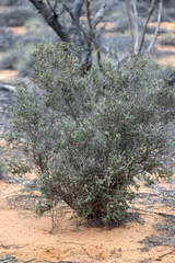 Daviesia arenaria