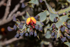 Daviesia arenaria