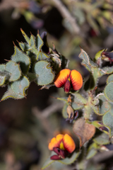 Daviesia arenaria