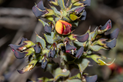 Daviesia arenaria