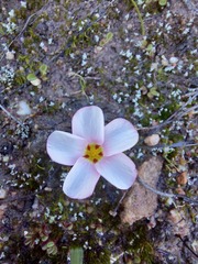 Oxalis amblyosepala