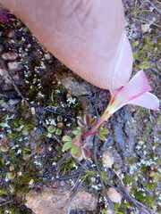 Oxalis amblyosepala