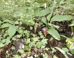 Curcuma aromatica