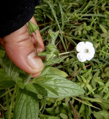 Trichodesma inaequale