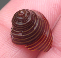 Calliostoma