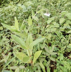 Trichodesma inaequale