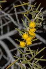 Acacia nyssophylla