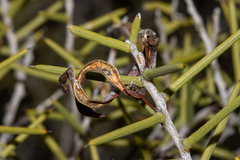 Acacia nyssophylla