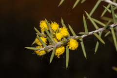 Acacia nyssophylla