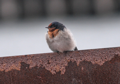 Hirundo neoxena
