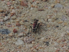 Cicindela fulgida