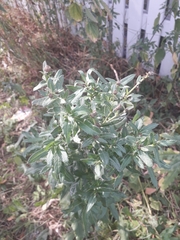 Magnoliopsida