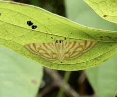 Dichocrocis pyrrhalis