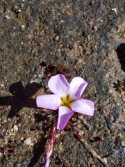 Oxalis amblyosepala