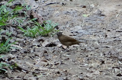 Turdus ignobilis