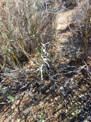 Disa biflora