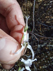 Disa biflora