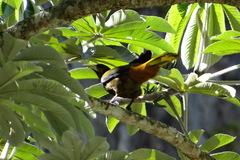 Psarocolius atrovirens