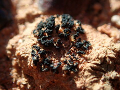 Enchylium coccophorum