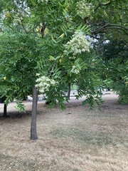 Styphnolobium