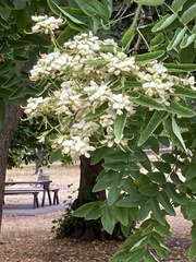 Styphnolobium