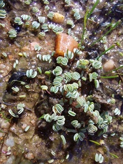 Oxalis oculifera