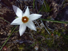 Romulea toximontana