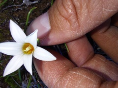 Romulea toximontana
