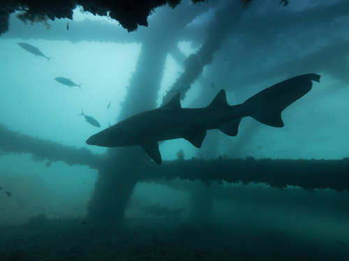 Grey nurse shark
