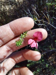 Indigofera dillwynioides