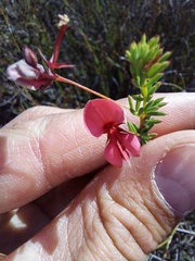 Indigofera dillwynioides