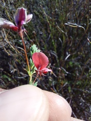 Indigofera dillwynioides