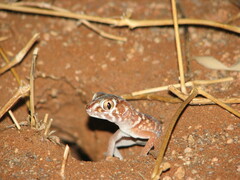 Chondrodactylus angulifer