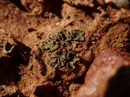 Heppia lutosa