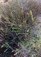 Indigofera dillwynioides