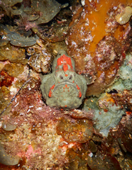 Lophiiformes