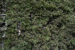 Thamnobryum