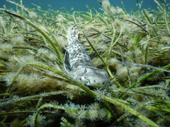 Aulohalaelurus labiosus